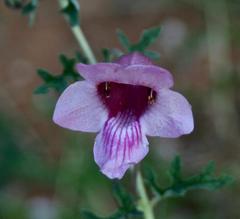 Dicerocaryum senecioides