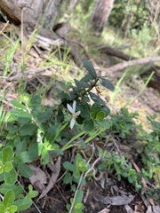 Olearia myrsinoides
