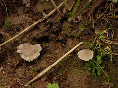 Arrhenia acerosa