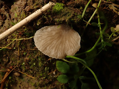 Arrhenia acerosa