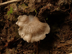 Arrhenia acerosa