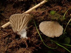 Arrhenia acerosa