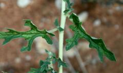 Dicerocaryum senecioides