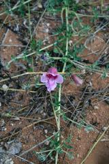 Dicerocaryum senecioides