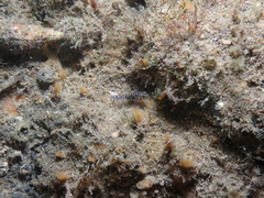 Tigrigobius macrodon
