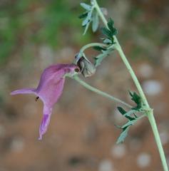 Dicerocaryum senecioides