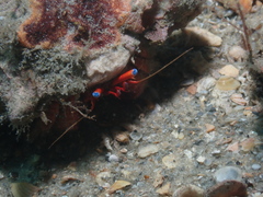 Paguristes sericeus