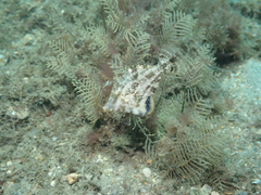 Monacanthus ciliatus