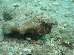 Ogcocephalus cubifrons