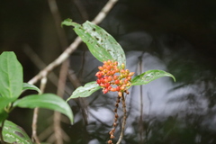 Viburnum urceolatum