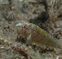 Malacoctenus macropus