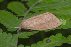 Spilosoma cervina