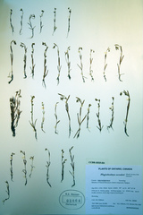 Plagiobothrys scouleri