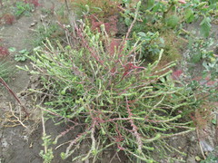 Corispermum sibiricum