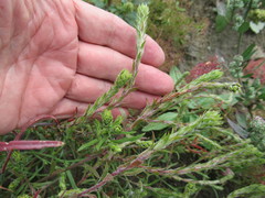 Corispermum sibiricum
