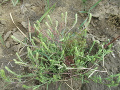 Corispermum sibiricum