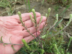 Corispermum sibiricum