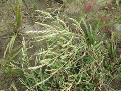 Corispermum sibiricum