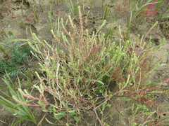 Corispermum sibiricum