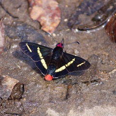 Sarbia antias