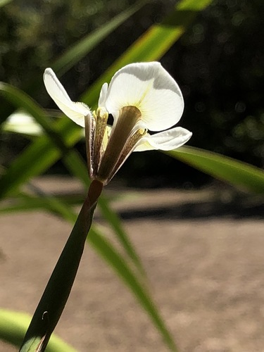 Image of Moraea tricuspidata by (c) Caroline Voget, some rights reserved (CC BY)