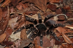 Acanthoscurria juruenicola