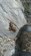 Bassariscus