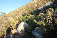 Indigofera cytisoides