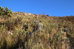 Indigofera cytisoides