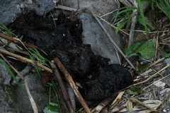 Ursus arctos lasiotus