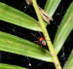 Dimidamus dimidiatus