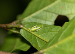 Mediastinia