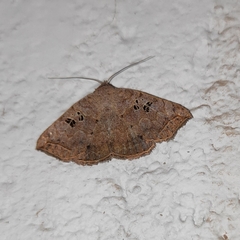 Blasticorhinus