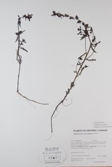 Pedicularis parviflora