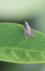 Pygophora immaculipennis