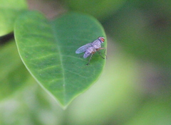 Pygophora immaculipennis
