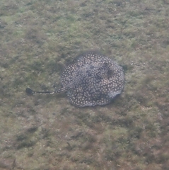 Urobatis tumbesensis