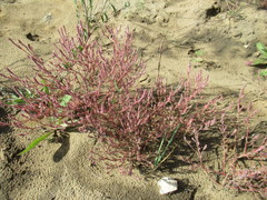 Corispermum sibiricum