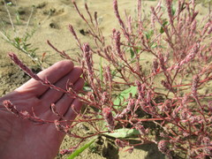 Corispermum sibiricum