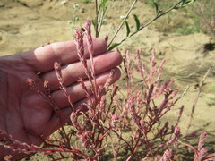 Corispermum sibiricum