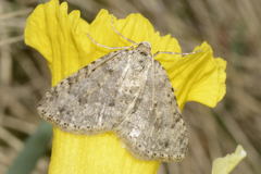 Colostygia multistrigaria
