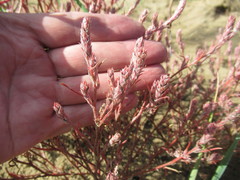 Corispermum sibiricum