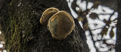 Phellinus