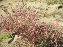 Corispermum sibiricum