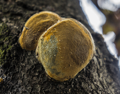 Phellinus