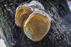 Phellinus