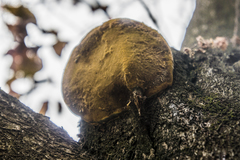 Phellinus
