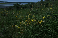Hemerocallis yezoensis