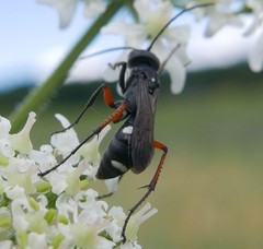 Cryptocheilus versicolor