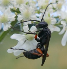Cryptocheilus versicolor
